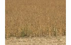 Property photo 16 - 110+/- Acres offered in 4 Tillable Tracts